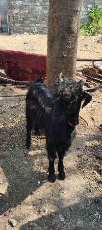 थंबनेल 2