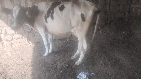 jarsi gay vechavani se