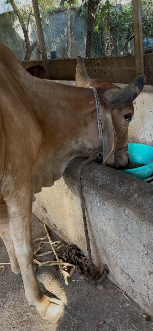 ગાય વેચવાની છે