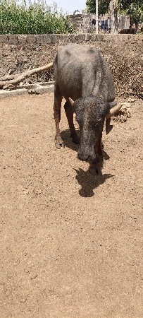 સારી ખડાય છે બે વર્ષની