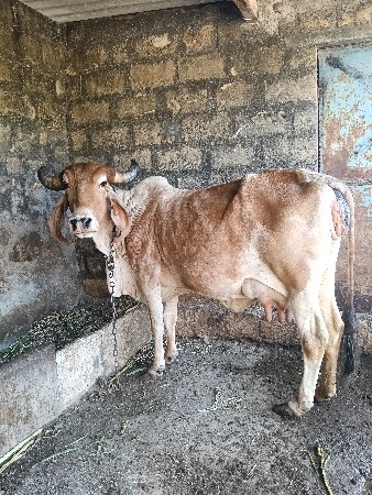 વેચવાની છે