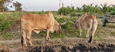 બળદ વેચવાના છે