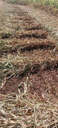 જુવાર ના પુરા વેચવાના છે.