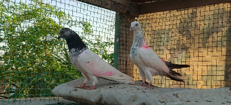 કબૂતર વેચવાના છે