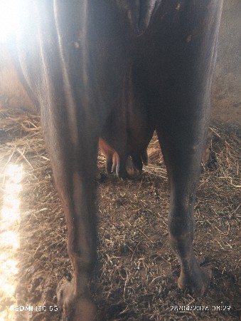 ભેંસ વેચવાની છે