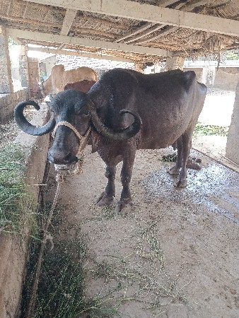 थंबनेल 3