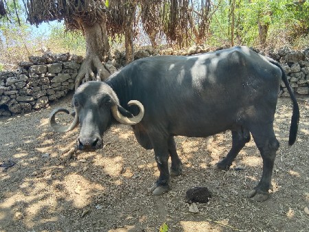 થંબનેલ 2