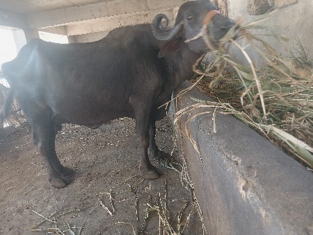 ભેંસ વેચવાની છે