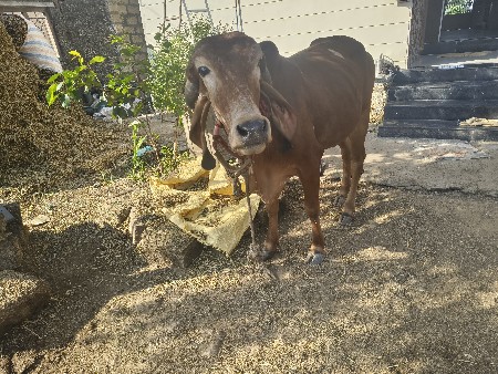 હોડકી વેચવાની છે