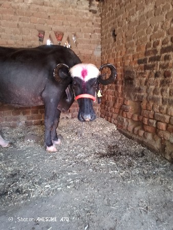 थंबनेल 3