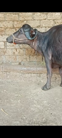 ભેંસ વેચવાની છે