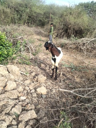 ચાર બોકડા વેચવાના છે