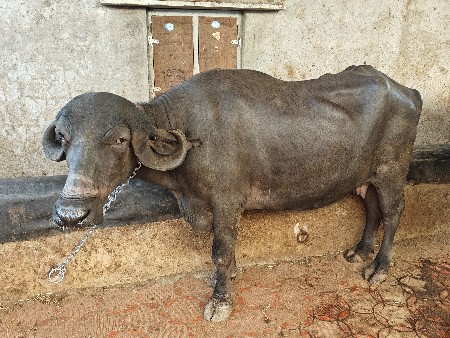 थंबनेल 3