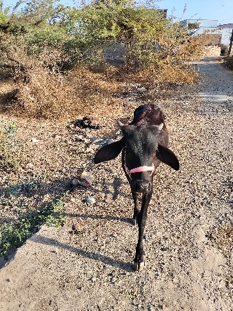 જ્યારથી વાછડી વેચવાની છે