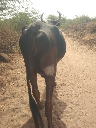 એક જર્સી ગાય વેચવાની છે