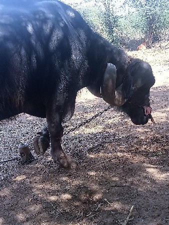 ભેંસ વેચાવ સે