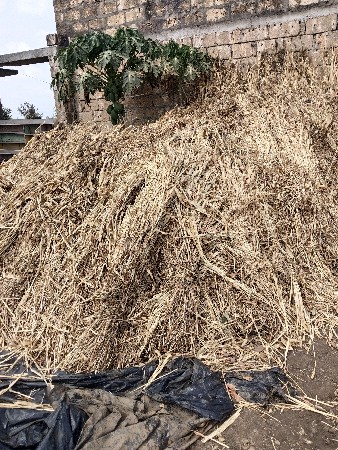 જુવાર ની નીણ વહેંચવાની છે