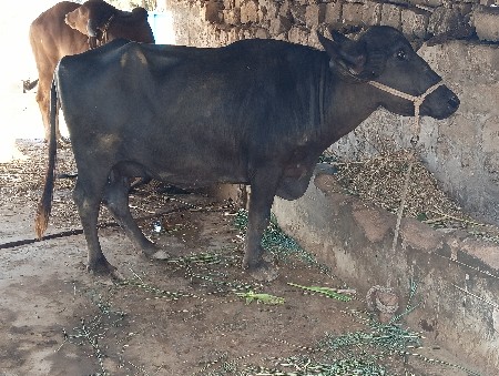 ભેંશ વેચવાની છે