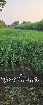 थंबनेल 6