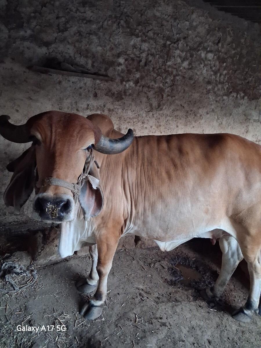 ગાય વેચવા ની છે