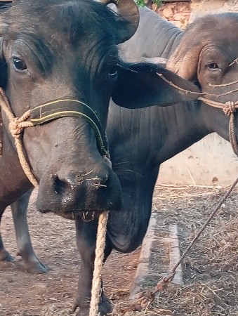 બે.ખણેલા.વેચવાનાસે.એક ભેસ.વેચવાની સે