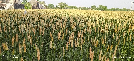 બાજરા ની નીરણ વેચવાની છે