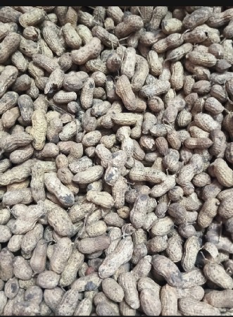 જી 41 માંડવી