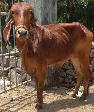 વેચવાની છે