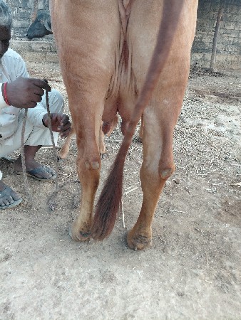 થંબનેલ 2