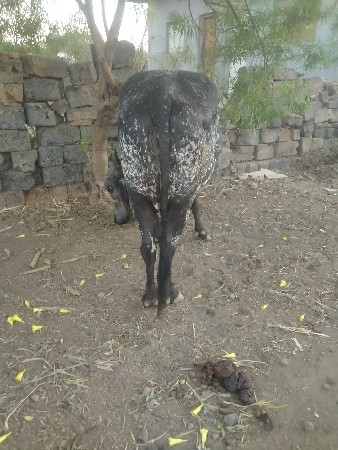 થંબનેલ 3