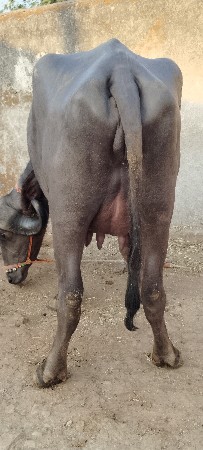 પેલા વેતરમાં પાડી