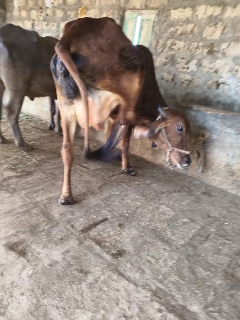 थंबनेल 4