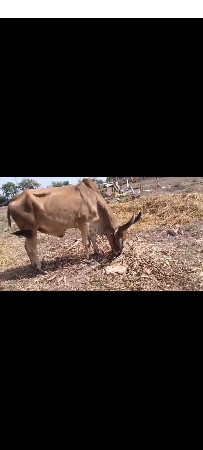 15000 રૂપિયા કિંમત એકાઉન્ટ છે ભાઈ