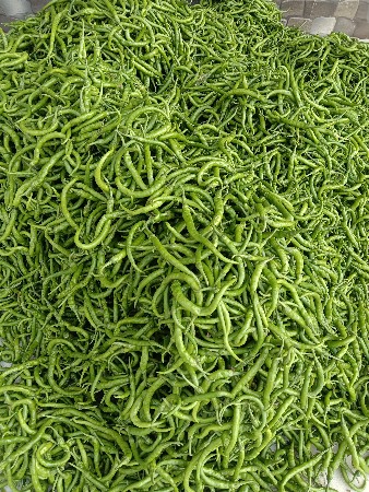 33% ભાગમાં જમીન વાવવા આપવા ની છૅ