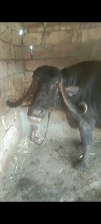 ત્રીજુ વેતર