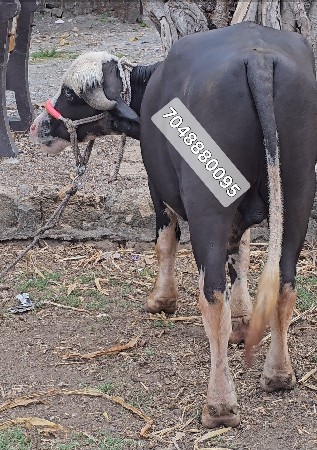 थंबनेल 2