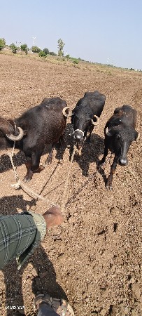 વેચવા ની છે