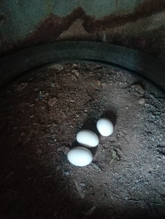 ઑરીજનલ દેશી મુરધી ના ઈનડા વેચવાના છ