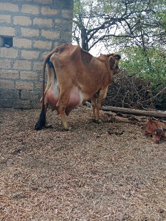 ગાય વેચવાની છે