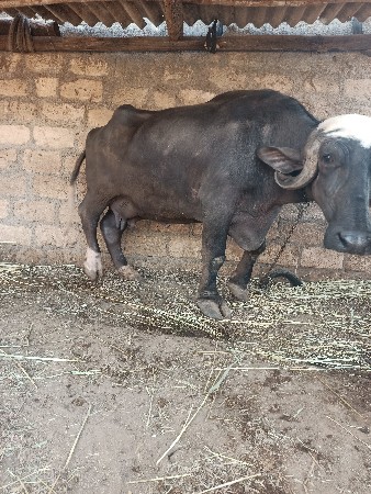 થંબનેલ 2