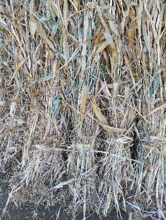 નીણ વેસવાની છે