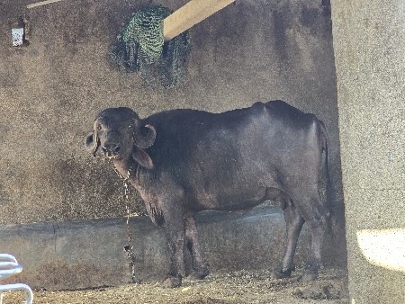 ખળેલી વેચવાની છે