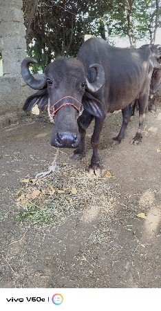 थंबनेल 2