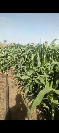 મકાઈ વેસવાની સે