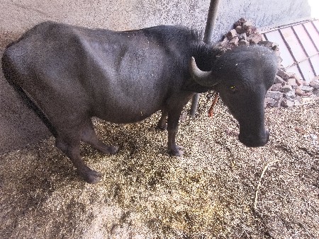 થંબનેલ 2