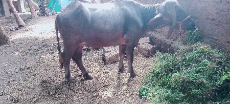 3 ખડેલી છે