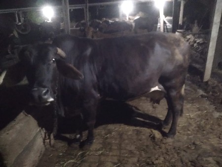 ગાયું વેચવાની છે