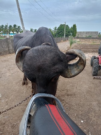 ભેંશ વેચવાની છે