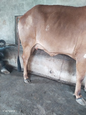 પેલું વેતર હોડકિં