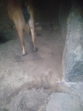 ઓરિજનલ ગીર ગાય વેસવાની સે